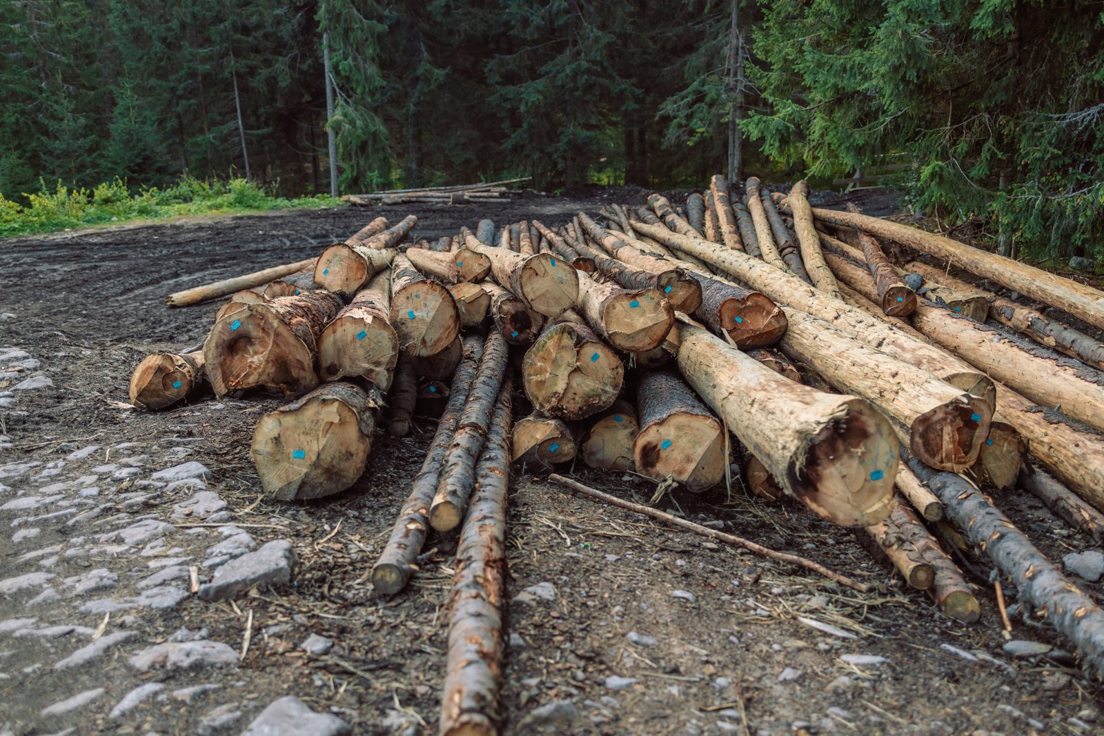 Delitos forestales