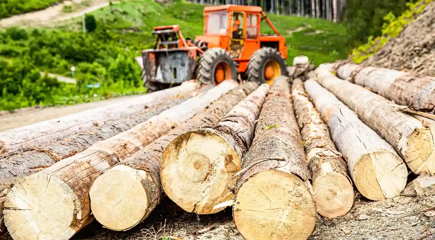 Sector forestal en el Perú